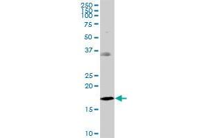 Western Blotting (WB) image for anti-NADH Dehydrogenase (Ubiquinone) 1 beta Subcomplex, 7, 18kDa (NDUFB7) (AA 1-137) antibody (ABIN948174)