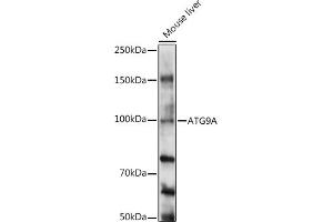 Western blot analysis of extracts of Mouse liver, using A antibody (ABIN6131194, ABIN6137269, ABIN6137270 and ABIN6224011) at 1:1000 dilution. (ATG9A Antikörper  (AA 180-290))
