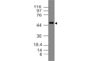 Image no. 1 for anti-Sialic Acid Binding Ig-Like Lectin 9 (SIGLEC9) (AA 1-215) antibody (ABIN5027529) (SIGLEC9 Antikörper  (AA 1-215))
