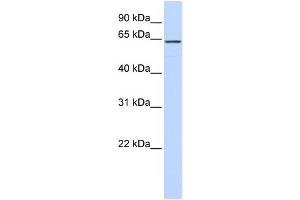 WB Suggested Anti-CKAP4 Antibody Titration:  0. (CKAP4 Antikörper  (Middle Region))
