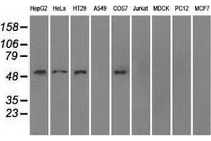 Western blot analysis of extracts (35 µg) from 9 different cell lines by using anti-SLC2A5 monoclonal antibody. (SLC2A5 Antikörper)