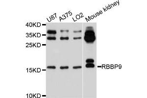 Western blot analysis of extracts of various cell lines, using RBBP9 antibody (ABIN5972508) at 1/1000 dilution.