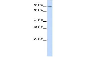 Western Blotting (WB) image for anti-GC-Rich Sequence DNA-Binding Factor 2 (GCFC2) antibody (ABIN2460017) (GCFC2 Antikörper)