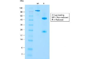 SDS-PAGE Analysis of Purified CD8a Rabbit Recombinant Monoclonal Antibody (C8/1779R). (Rekombinanter CD8 alpha Antikörper)