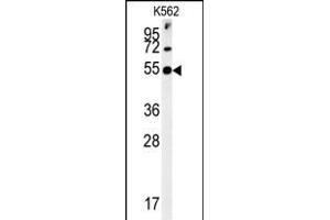 SYT13 Antibody (N-term) (ABIN651673 and ABIN2840354) western blot analysis in K562 cell line lysates (35 μg/lane).