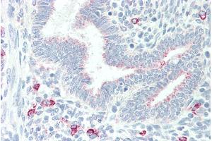 ABIN185209 (5µg/ml) staining of paraffin embedded Human Uterus.