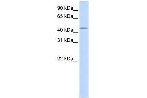 SPOCK3 antibody used at 1 ug/ml to detect target protein. (SPOCK3 Antikörper)