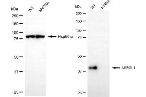 Western blotting analysis using ASRGL1 antibody (ABIN7797660). (ASRGL1 Antikörper)