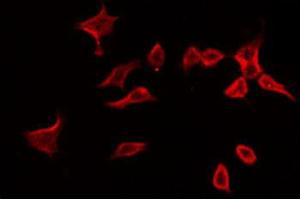 ABIN6266596 staining 293 by IF/ICC. (MMP3 Antikörper  (C-Term))