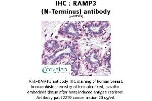 Image no. 1 for anti-Receptor (G Protein-Coupled) Activity Modifying Protein 3 (RAMP3) antibody (ABIN1738724) (RAMP3 Antikörper)