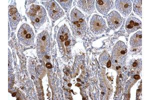 IHC-P Image MUC2 antibody [C3], C-term detects MUC2 protein at secreted on mouse intestine by immunohistochemical analysis. (MUC2 Antikörper  (C-Term))