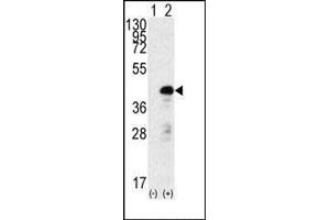 Western blot analysis of SOX2 (arrow) using rabbit polyclonal SOX2 Antibody f. (SOX2 Antikörper)