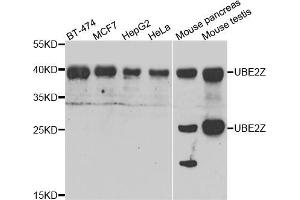 Western blot analysis of extracts of various cell lines, using UBE2Z antibody (ABIN5974351) at 1/1000 dilution. (UBE2Z Antikörper)
