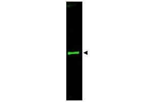 Image no. 1 for anti-Slit Homolog 3 (SLIT3) (AA 1164-1177) antibody (ABIN401312) (SLIT3 Antikörper  (AA 1164-1177))