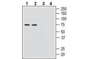 Western blot analysis of mouse brain lysates (lanes 1 and 3) and rat brain lysates (lanes 2 and 4): - 1, 2. (GPR52 Antikörper  (AA 239-253))