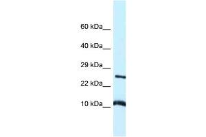 WB Suggested Anti-Vamp8 Antibody Titration: 1.