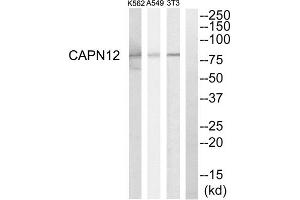 Western blot analysis of extracts from NIH-3T3 cells, A549 cells and K562 cells, using CAPN12 antibody. (CAPN12 Antikörper  (Internal Region))