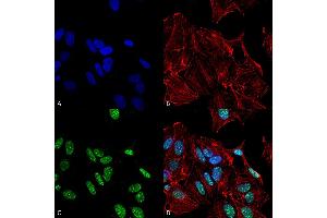 Immunocytochemistry/Immunofluorescence analysis using Rabbit Anti-GDNF Polyclonal Antibody . (GDNF Antikörper  (PerCP))