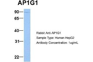 Host: Rabbit Target Name: AP1G1 Sample Type: HepG2 Antibody Dilution: 1.
