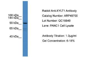 WB Suggested Anti-XYLT1  Antibody Titration: 0. (XYLT1 Antikörper  (Middle Region))