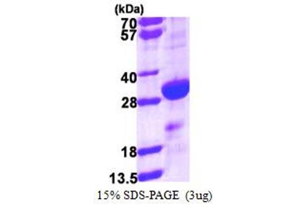 Density Regulated Protein Protein (AA 1-198) (His tag)