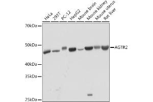 Western blot analysis of extracts of various cell lines, using  Rabbit mAb (ABIN1682191, ABIN3017949, ABIN3017950 and ABIN7101542) at 1:1000 dilution. (Angiotensin II Type 2 Receptor Antikörper)