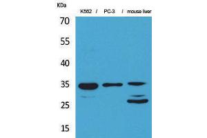 Western Blotting (WB) image for anti-Cell Division Cycle 34 (CDC34) (Internal Region) antibody (ABIN3178220) (CDC34 Antikörper  (Internal Region))