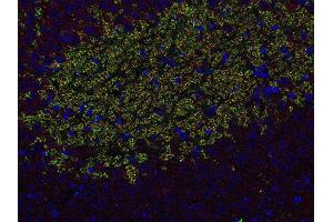 Indirect immunostaining of PFA fixed paraffin embedded mouse hippocampus section with anti-Homer 3 (dilution 1 : 500; red) and guinea pig anti-ZnT 3 (ABIN1742413, dilution 1 : 500; green). (HOMER3 Antikörper  (AA 1-177))