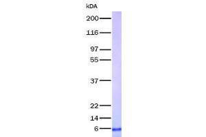 Validation with Western Blot (TNFRSF12A Protein)