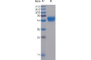 SDS-PAGE (SDS) image for Tumor Necrosis Factor (Ligand) Superfamily, Member 9 (TNFSF9) protein (mFc-His Tag) (ABIN6961118)