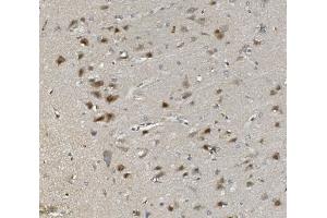 IHC analysis of Rad9b using anti-Rad9b antibody (ABIN7599360). (RAD9B Antikörper  (AA 1-403))