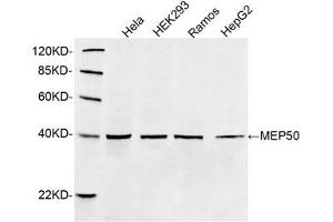 Western blot analysis of cell lysates using 1 µg/mL Rabbit Anti-MEP50 Polyclonal Antibody (ABIN398851) The signal was developed with IRDyeTM 800 Conjugated Goat Anti-Rabbit IgG. (WDR77 Antikörper  (C-Term))