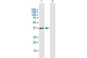 Western Blot analysis of HABP4 expression in transfected 293T cell line by HABP4 MaxPab polyclonal antibody. (HABP4 Antikörper  (AA 1-308))