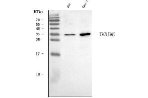 Western blot analysis of BI-1/TMBIM6 using anti-BI-1/TMBIM6 antibody (ABIN7603199). (Bax Inhibitor 1 Antikörper  (N-Term))