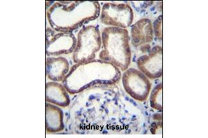 COX6B1 Antibody (C-term) (ABIN656270 and ABIN2845582) immunohistochemistry analysis in formalin fixed and paraffin embedded human kidney tissue followed by peroxidase conjugation of the secondary antibody and DAB staining.