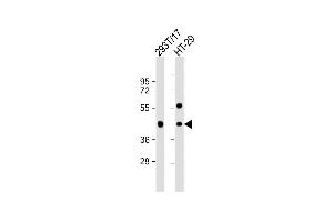 All lanes : Anti-G Antibody (C-term) at 1:1000 dilution Lane 1: 293T/17 whole cell lysate Lane 2: HT-29 whole cell lysate Lysates/proteins at 20 μg per lane. (GPA33 Antikörper  (C-Term))