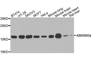 Western blot analysis of extracts of various cells, using ARF1 antibody. (ARF1 Antikörper)