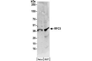 Western Blotting (WB) image for anti-Replication Factor C (Activator 1) 3, 38kDa (RFC3) (AA 80-110) antibody (ABIN7449406)