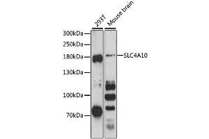 Western blot analysis of extracts of various cell lines, using SLC4A10 antibody (ABIN6292481) at 1:3000 dilution.