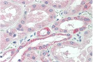 ABIN302157 (5µg/ml) staining of paraffin embedded Human Kidney. (USP43 Antikörper  (Internal Region))
