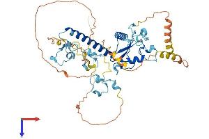 MKRN1 Protein (AA 1-481) (His tag)