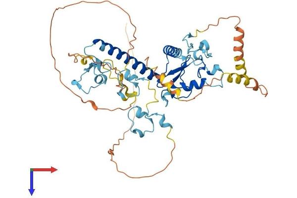 MKRN1 Protein (AA 1-481) (His tag)