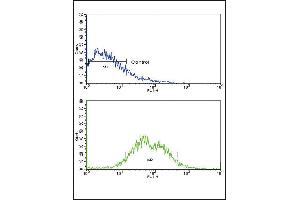 Flow cytometric analysis of HepG2 cells using ACVRL1 Antibody (N-term) (bottom histogram) compared to a negative control cell (top histogram). (ACVRL1 Antikörper  (N-Term))