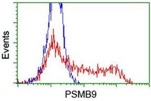 HEK293T cells transfected with either RC209001 overexpress plasmid (Red) or empty vector control plasmid (Blue) were immunostained by anti-PSMB9 antibody (ABIN2455594), and then analyzed by flow cytometry. (PSMB9 Antikörper  (AA 21-219))