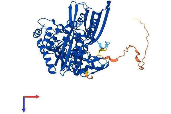 ISYNA1 Protein (AA 1-558) (His tag)