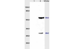 SDS-PAGE (SDS) image for anti-Thioredoxin Reductase 1 (TXNRD1) (AA 451-550) antibody (ABIN1386102)