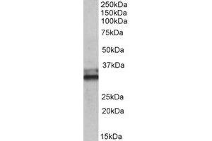 Western Blotting (WB) image for anti-Electron-Transfer-Flavoprotein, alpha Polypeptide (ETFA) (Internal Region) antibody (ABIN2464699) (ETFA Antikörper  (Internal Region))