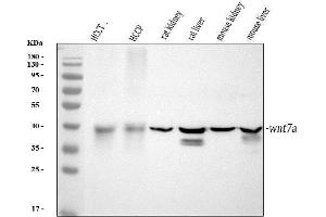 Western blot analysis of Wnt7a using anti-Wnt7a antibody (ABIN3042348).