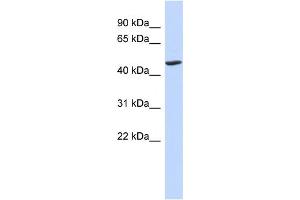 WB Suggested Anti-BTNL3 Antibody Titration:  0. (BTNL3 Antikörper  (N-Term))