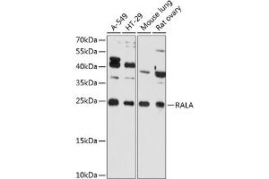 Western blot analysis of extracts of various cell lines, using RALA Antibody (ABIN6128673, ABIN6146666, ABIN6146667 and ABIN6215432) at 1:3000 dilution. (rala Antikörper  (AA 1-206))
